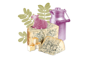 Käsewissen vertiefen