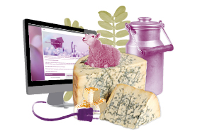 Online Schulung Basiswissen Käse